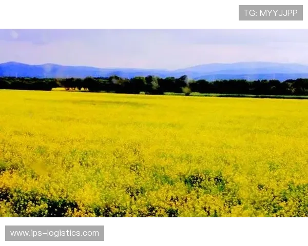 BG大游真人登录线路全面升级,确保玩家体验更加顺畅安全